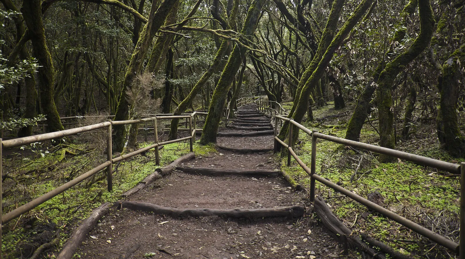 Garajonay laurel forest walks
