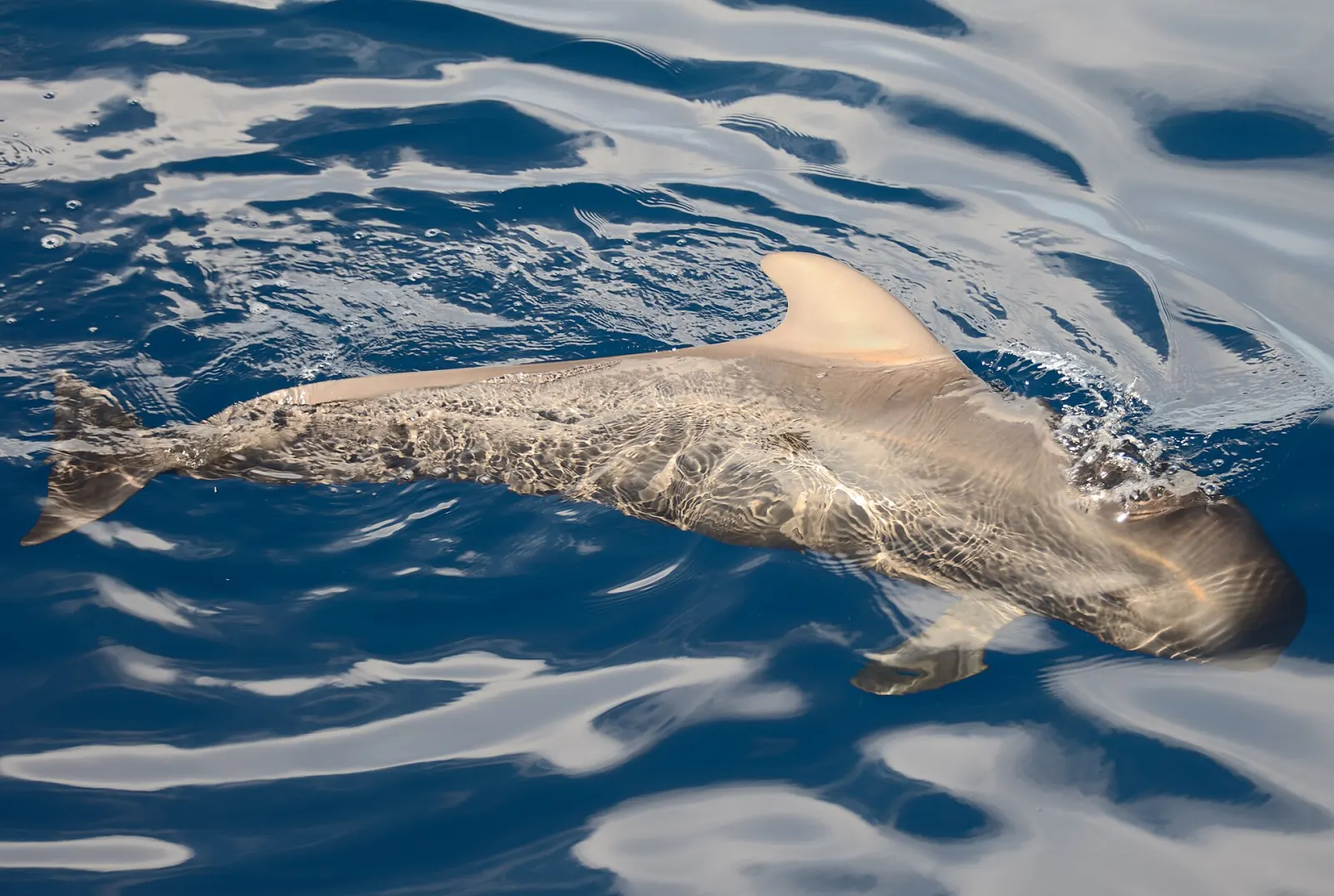 Whale and dolphin watching in Tenerife