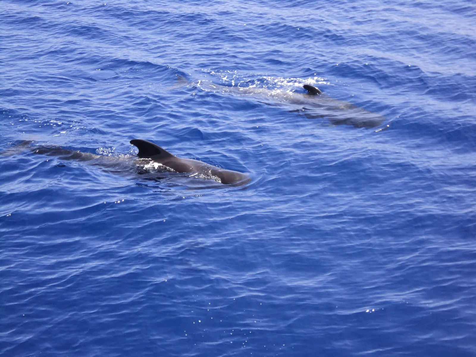 Whale and dolphin watching in Tenerife