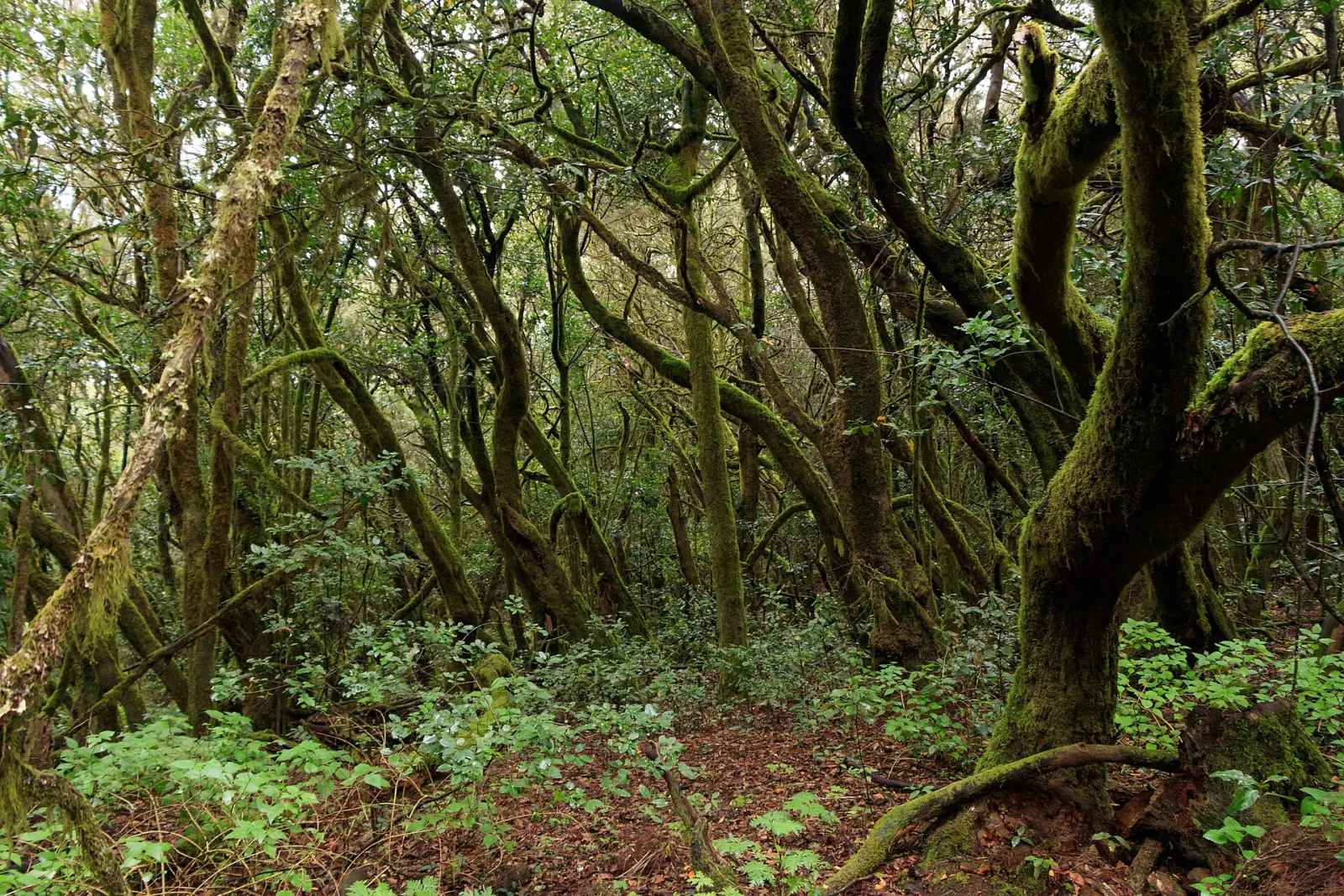 La Gomera